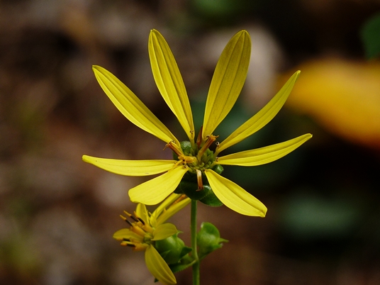 {Silphium trifoliatum}